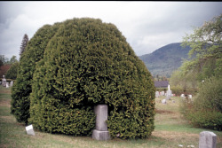 this one kinda sucks, but it was cool because this tree/shrub was growing around that gravestone and it looked like it was devouring it.  maybe ill go back for a better shot.