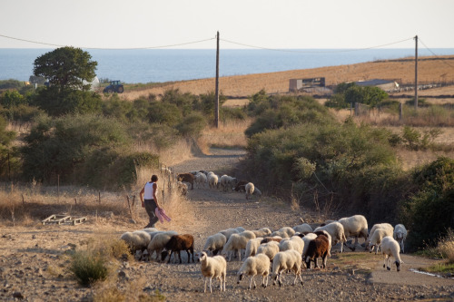 montecruzfoto:14.08.2020 - Rural life at the Samothrace island - Greece