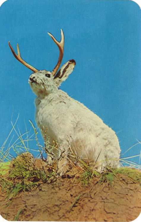 bad-postcards:  THE JACKALOPE An oddity of the great west, as well as a fine example of western humo