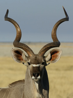 libutron:  Greater kudu - Tragelaphus strepsiceros (male - head) - Namibia | ©Hans Hillewaert