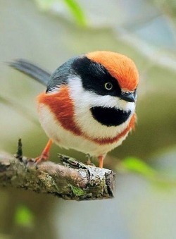 rachelreine:  cryfarting:  magebirb:  DOES ANYONE KNOW WHAT BIRD THIS IS please tell me it’s me  it’s a black-throated bushtit!  I thought you were kidding but no, it is indeed a bushtit  