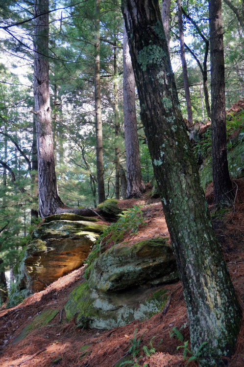 Rising Path by Buford Blue