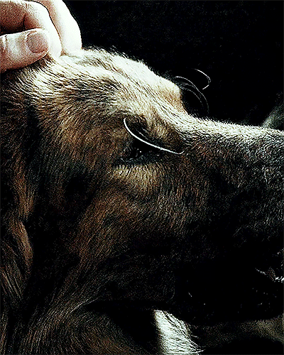 Hannibal 1.05 Coquilles