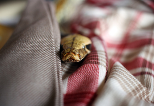 The tiniest collection of snoots[caligari > siggy > xena]