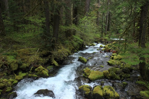 burningmine:Silver Falls Loop, May 2020