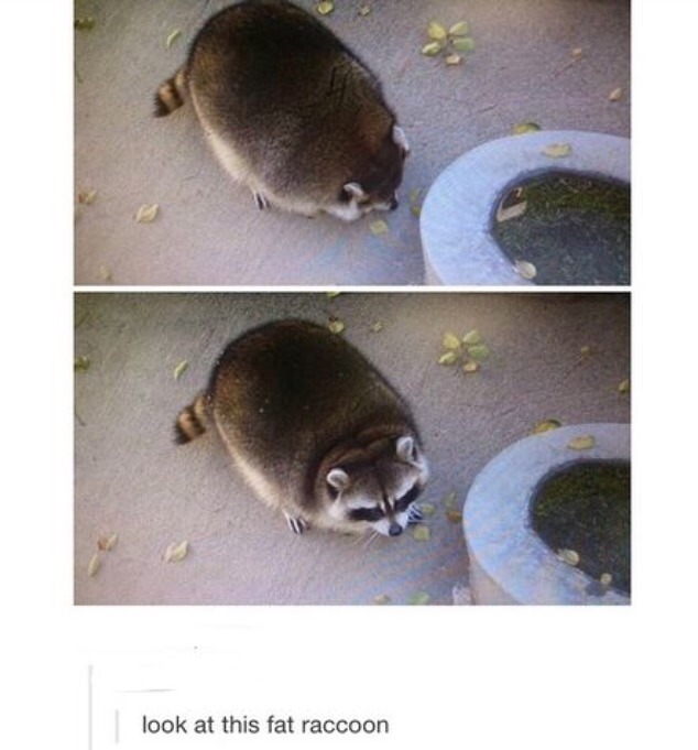 advice-animal:The longer I look, the funnier it getsadvice-animal.tumblr.com