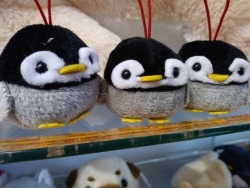 I went out with my best friend today and we saw the cutest little penguin plushies and thought “Dash would love these!”WE DEM PENGS