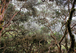 rosesinaglass:  Sacred Trees by sunilmistry569