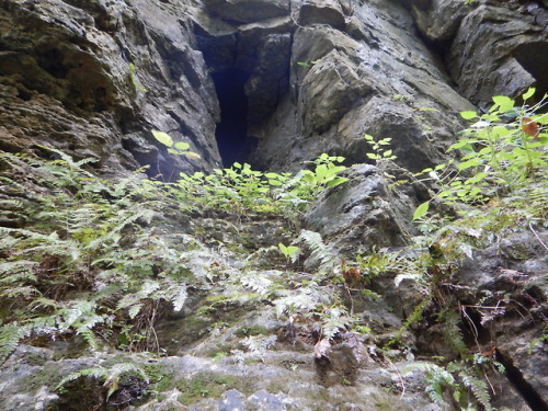 treemigration:Two heat producing vents and a small limestone arch along the ridge line at Clifty Fal