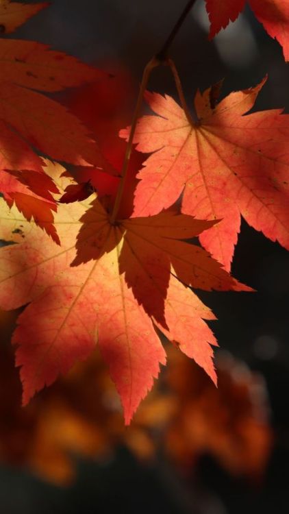 Autumn, leaf, tree stem, maple, 720x1280 wallpaper @wallpapersmug : https://ift.tt/2FI4itB - https:/