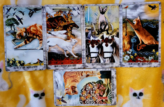 Grimalkin Tarot - Indiegogo