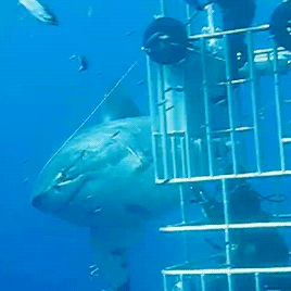 gentlesharks:  harleyismyhero: gentlesharks: Deep Blue is a 20 ft long Great White.