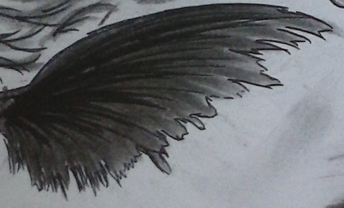 A old drawing of a wing.Done in charcoal