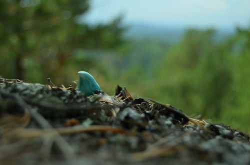 The faience bird, which travelled witn me to Krasnoyarsk. 