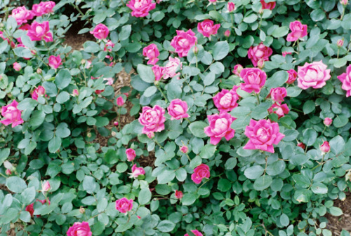 Roses {Nikon FM and Fuji Pro 400H}