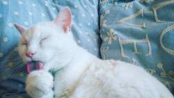 #Meko #Whitecat #Whitehair #Furbaby #Catstagram #Catsofinstagram #Cleaning #Lick