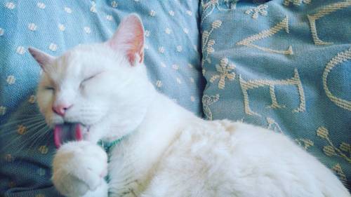 #meko #whitecat #whitehair #furbaby #catstagram #catsofinstagram #cleaning #lick #pinkears #lazy
