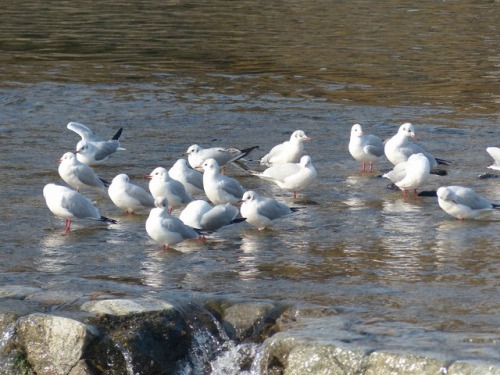 ユリカモメ　black-headed gullTown Birds ～ 街の鳥 ArchiveTown Sparrow ～ 街のすずめ　Archive