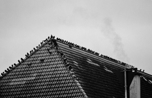 Pigeon Gang  |  © l  |  ιηѕтαgяαм