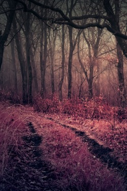 0ce4n-g0d:  Mystical forest by Natalia