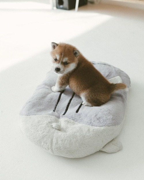 atraversso: Puppy - Hello_shiba