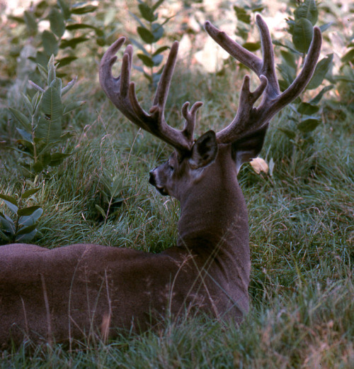 doomhound:whitetail deer moodboard for @irlnate ! 