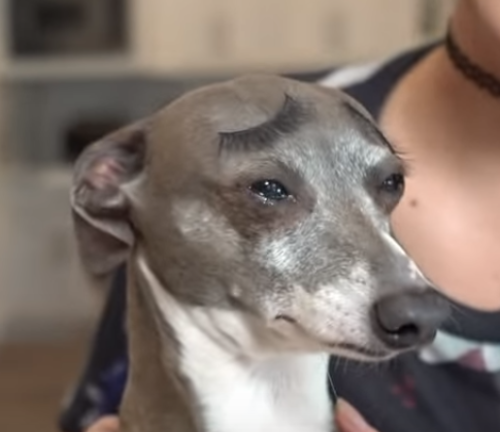 deluxetrashqueen: JennaMarbles’s dog Kermit always looks like he’s on the brink of tears, no matter his actual emotional state. She put some fake eyelashes on him to look like eyebrows and he looks like the most distraught animal to ever live. He’s