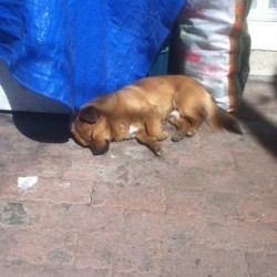 Sleepy fuck! Love when dogs are just chilling out and napping on the sidewalk. #china #dog #dalian