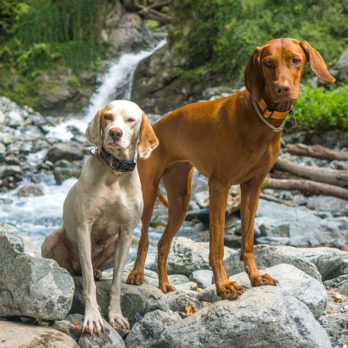 Uma &amp; Mollie, 2-year old Hungarian Vizsla &amp; 1-year-old Pointer mix, Lagodekhii • უმა &amp; მ