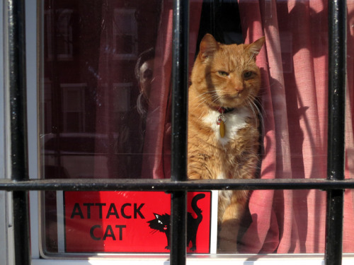 gwmiller3: Attack cat on Orianna Street. Philadelphia, PA. February 4, 2013.