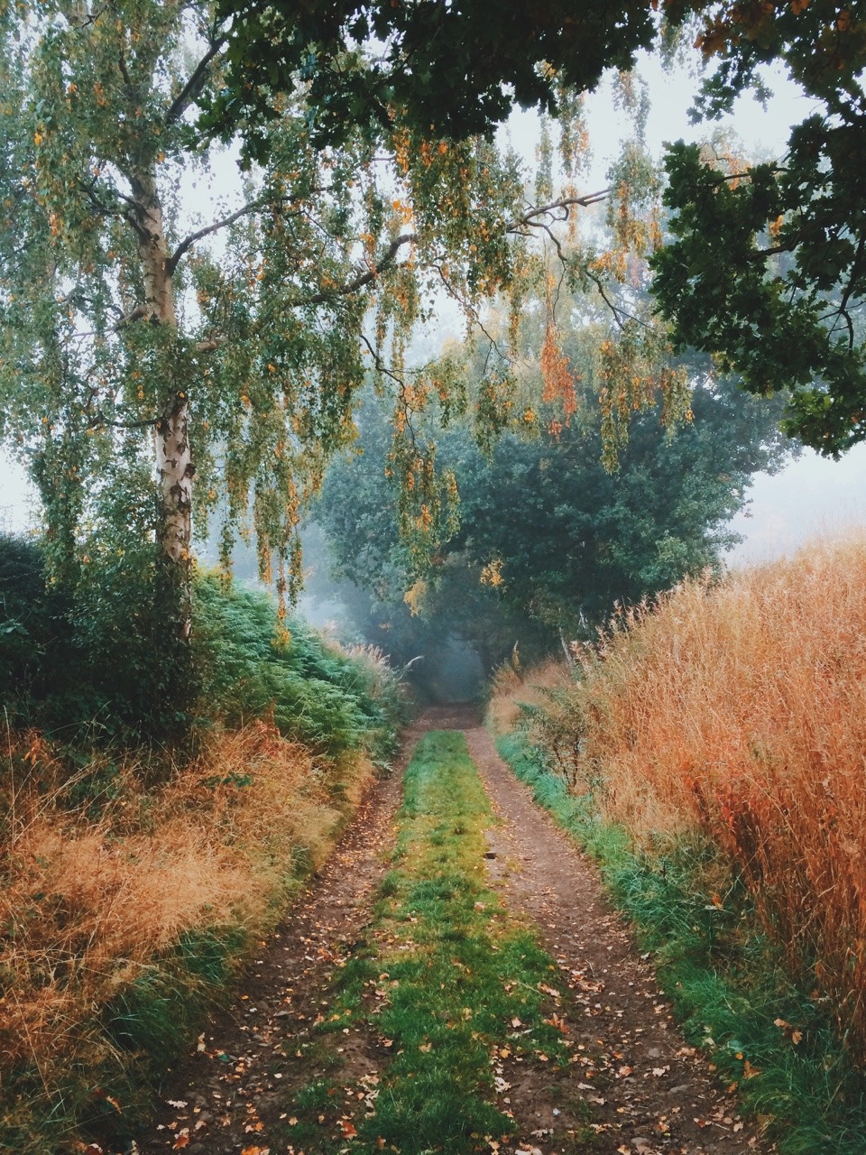 dpcphotography:  Autumn Bridleway 