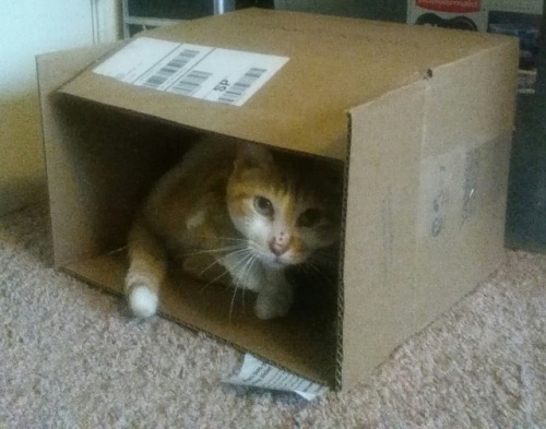 atalantapendrag:Box boy.