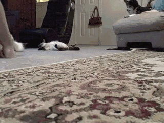 catsdogsblog:  More GIFs http://catsdogsblog.com