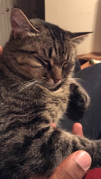 acciotardistohogwarts:Please look at these two.( @mostlycatsmostly )