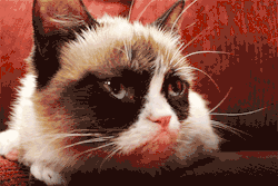 mrgif:  one grumpy cat …