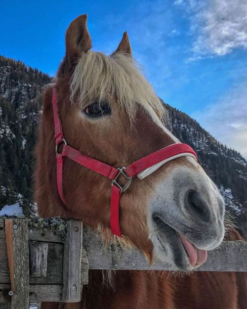 Servus aus dem Kauntertal! © @mariabakonszegi  #weloveaustria #horse #animalshots #pferd #tongu