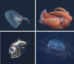 montereybayaquarium:  Seen any of these creatures lately? We doubt it, since they live thousands of feet underwater! They’re just a sample of the amazing, deep-sea animals found on the recent Monterey Bay Aquarium Research Institute (MBARI) Midwater