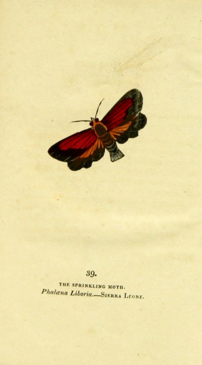wapiti3:   	The book of butterflies, sphinges, and moths;  By Brown, Thomas, 1785-1862 Via Flickr: 	Publication info London,Whittaker & Co.; [etc.,etc.]1834.  Contributing Library: Cornell University Library  BioDiv. Library   