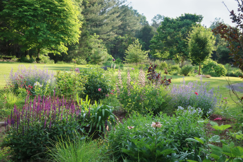 The May garden filling up with color !    Pink Truffles Baptisia so very pretty along with