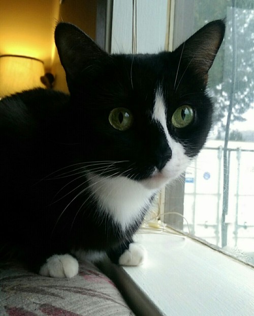 biarnylr:Our kitty Gem watching the birds out in the yard…