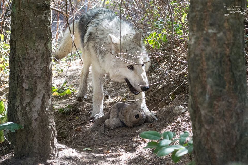 lonestray:  Flashback of 5-month-old Romeo with a gray wolf stuffie (via Roaming