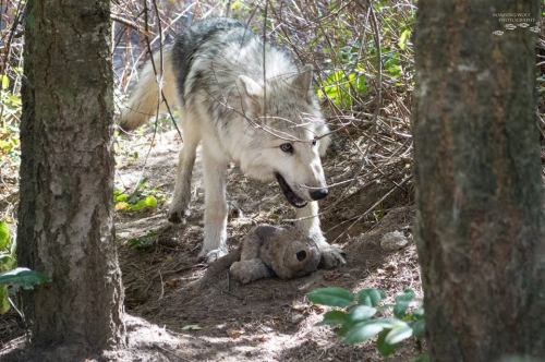 lonestray:  Flashback of 5-month-old Romeo with a gray wolf stuffie (via Roaming Wolf Photography)Happy Easter Sunday 2015!