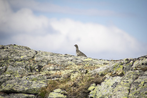 spartathesheltie:when the ptarmigans like ‘hey’