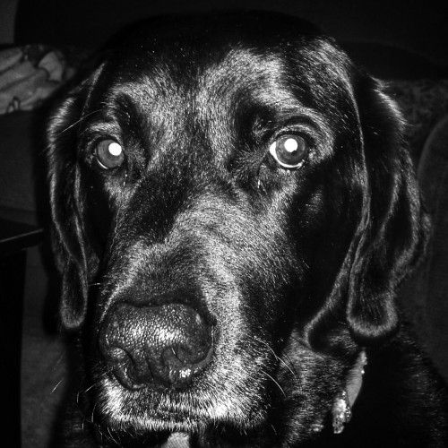 Porn photo My black lab Vader.