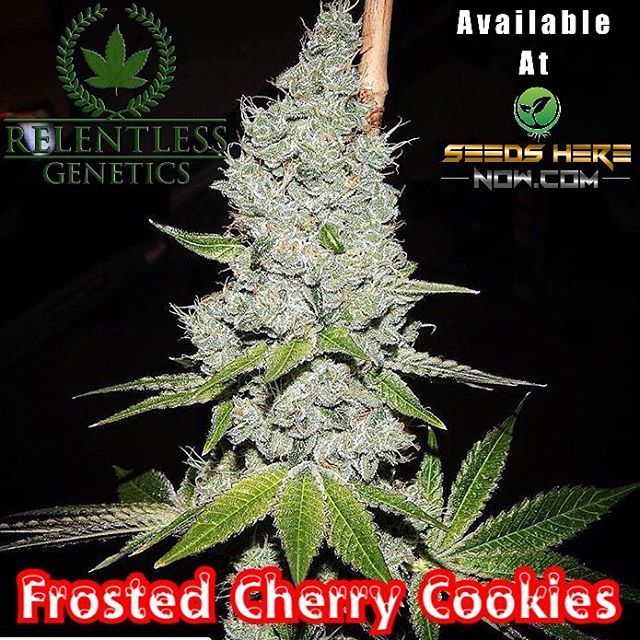 Seeds Here Now — NOW IN STOCK! 😍☃😍 Frosted Cherry Cookies By...