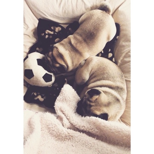 ilovepugs4ever:  Follow Dog Quotes.