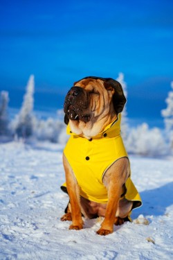 handsomedogs:    The explorer / / Jesse Pietilä     He has a tiny jacket!! Aww