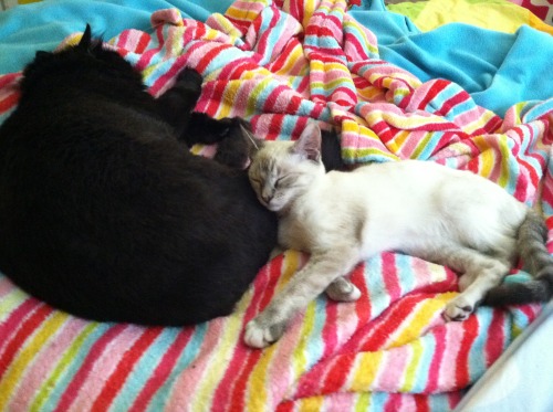 Fat Frida and Baby Kitty. Submitted by (Briandawashere)