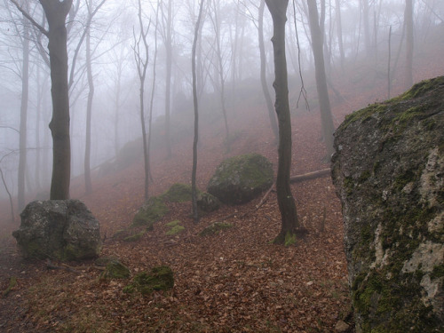 Fog in the forest by Roberto Verzo on Flickr.