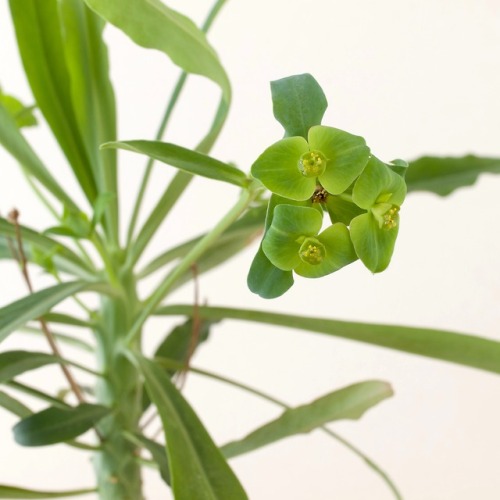 Euphorbia bubalina  Boiss.